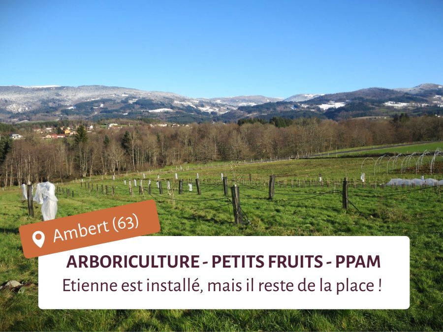 Lieu test avec des parcelles en arboriculture devant un paysage du Livradois-Forez